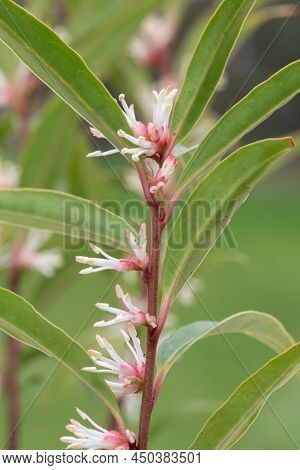 Himalayan Sweet Box (sarcocca Hookeriana) Flowers