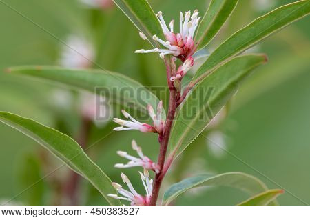 Himalayan Sweet Box (sarcocca Hookeriana) Flowers