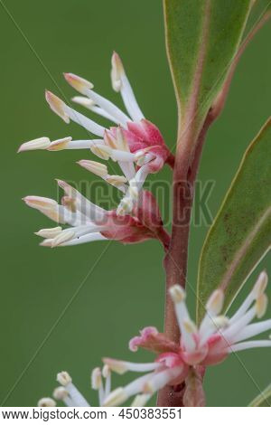Himalayan Sweet Box (sarcocca Hookeriana) Flowers