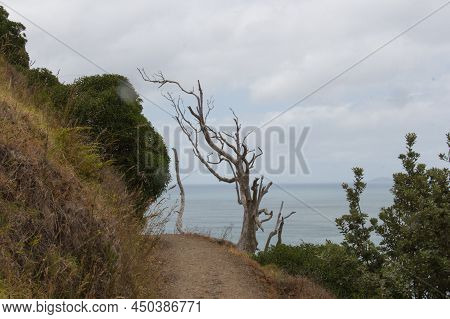 The View Of A Path And Dry Tree At Background At Mangawhai Cliffs Walk Track, New Zealand.