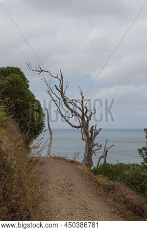 The View Of A Path And Dry Tree At Background At Mangawhai Cliffs Walk Track, New Zealand.