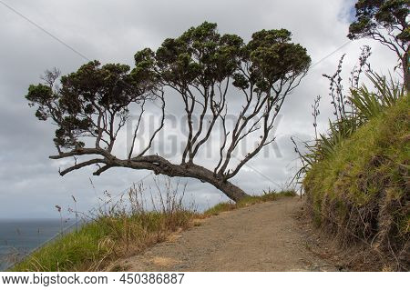 The View Of Picturesque Landscape With Tree At The Cliff, Sea And Rainy Clouds On Background, New Ze
