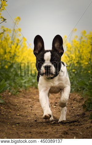 Puppy Of French Bulldog Is Running In Yellow Colza. He Is Running For His Breader