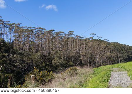 The View Of A Hiking Path And Tall Trees At Okura Scenic Reserve In New Zealand.