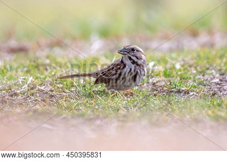 A Song Sparrow (melospiza Melodia) In The Grass Looking For Food. Raleigh, North Carolina.