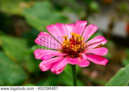 Blurred Image Of Zinnia Flower , Type Of Sunflower , Heliantheae, Family Asteraceae Is Growing Up In