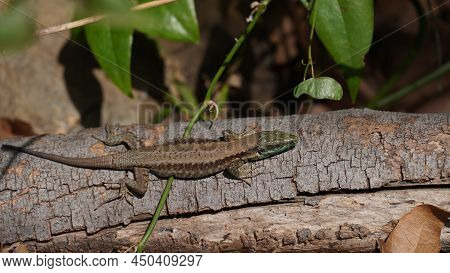 Phoenicolacerta Laevis, The Lebanon Lizard, Is A Species Of Lizard In The Family Lacertidae. It Is F
