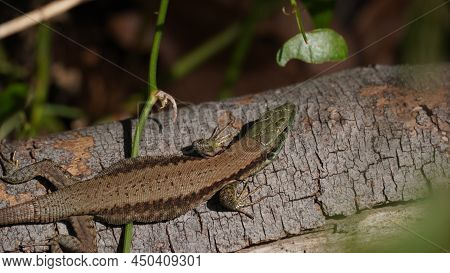 Phoenicolacerta Laevis, The Lebanon Lizard, Is A Species Of Lizard In The Family Lacertidae. It Is F