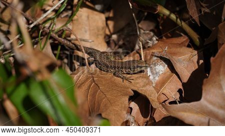 Phoenicolacerta Laevis, The Lebanon Lizard, Is A Species Of Lizard In The Family Lacertidae. It Is F