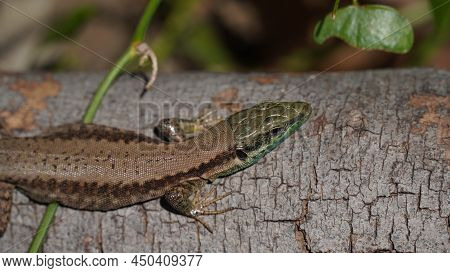 Phoenicolacerta Laevis, The Lebanon Lizard, Is A Species Of Lizard In The Family Lacertidae. It Is F