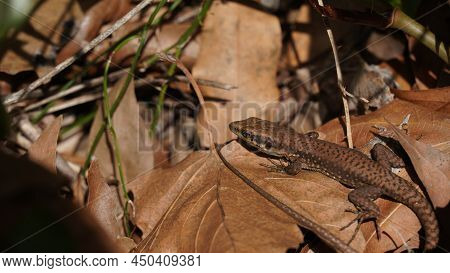 Phoenicolacerta Laevis, The Lebanon Lizard, Is A Species Of Lizard In The Family Lacertidae. It Is F