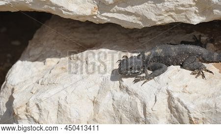 Stellagama On The Rocks In Israel Close-up. The Brightly Lit By The Sun Lizard On Stones