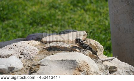 Stellagama On The Rocks In Israel Close-up. The Brightly Lit By The Sun Lizard On Stones