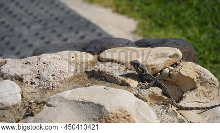 Stellagama On The Rocks In Israel Close-up. The Brightly Lit By The Sun Lizard On Stones