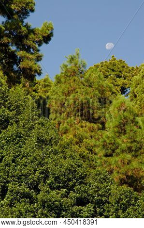 Mixed Forest And Waning Gibbous Moon. Santa Cruz De La Palma. La Palma. Canary Islands. Spain.