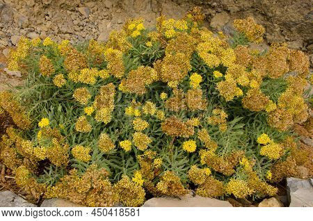 Plant Senecio Palmensis In Bloom. Las Nieves Natural Park. La Palma. Canary Islands. Spain.
