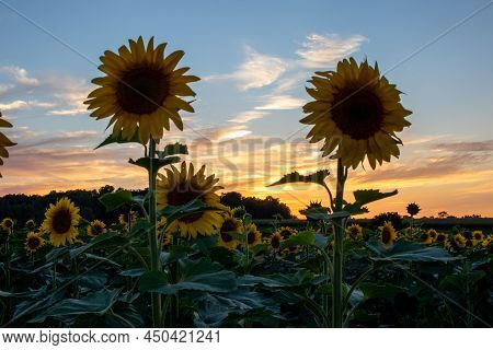 Colorful Sunset Behind A Field Of Sunflowers