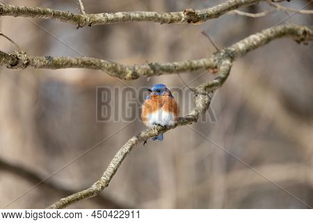 Eastern Blue Bird On Perched On Branch