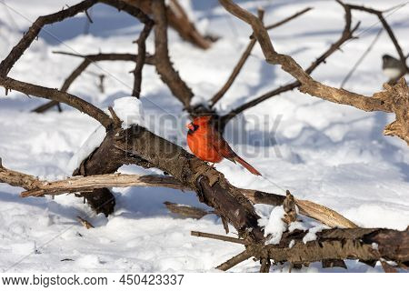 Red Cardinal Perched On Branch In Snow