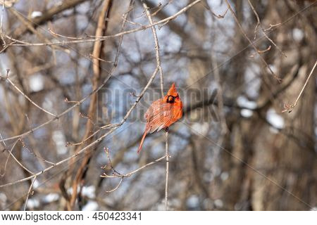 Red Cardinal Perched On Branch In Snow