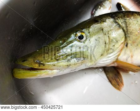 Cartshed Pike Head In A Sink. Fishing Trophy.