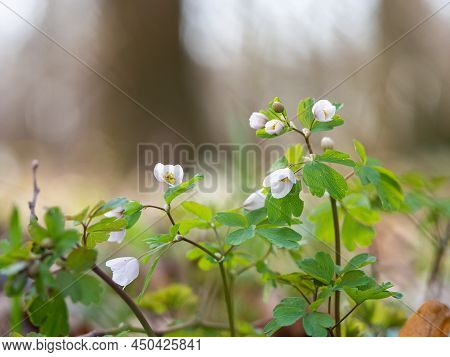 White Flowers Of Isopyrum Thalictroides Blooming In Forest, Spring Time In Wild Nature