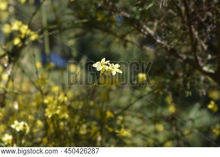 Winter Jasmine Shrub Branch With Yellow Flowers