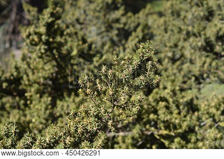 Japanese Yew Shrub Branches In The Spring