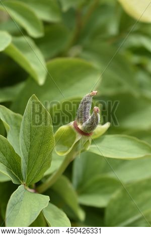 Mlokosewitchs Peony Fruit And Leaves In The Garden