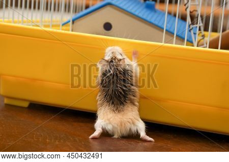 Dwarf Hamster Climbing On The Cage - Roborovski Hamster