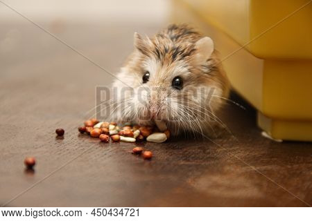 Cute Dwarf Hamster It Is Out The Cage Eats A Grain - Roborovski Hamster