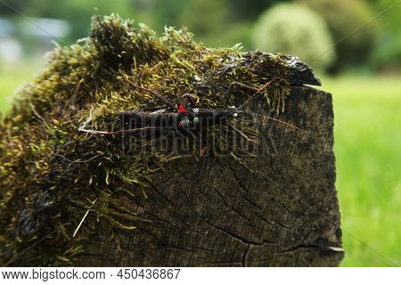 The Golden-eyed Stick (peruphasma Schultei) Walking On The Old Brown And Green Branch. Morning Sun. 