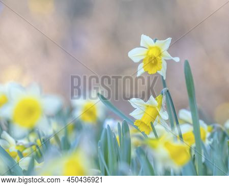 Narcissus, Daffodil Or Jonquil Spring Flowers With Nive Bokeh