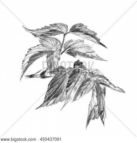 American Maple, Ash-leaved Maple, Botanical Sketch, Pencil Drawing