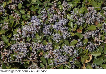 (Ceanothus prostratus) purple wildflower shrub in Cascade Range, California