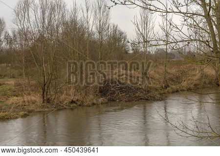 Large Dam Of The Eurasian Beaver On The Nidda River, Frankfurt, Germany