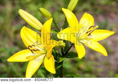 Yellow Amati Lily Flower In Summer On A Flower Bed