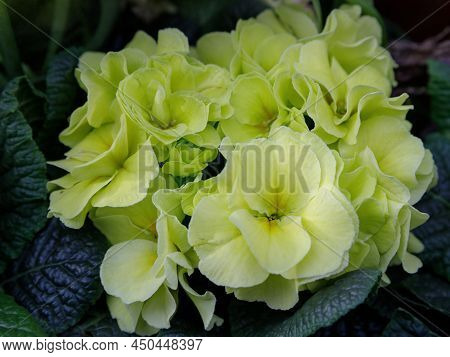 Perennial Primrose Or Primula In The Spring Garden. Spring Primroses Flowers, Primula Polyanthus, Wh