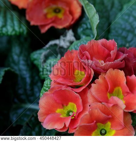 Perennial Primrose Or Primula In The Spring Garden. Spring Primroses Flowers, Primula Polyanthus, Wh