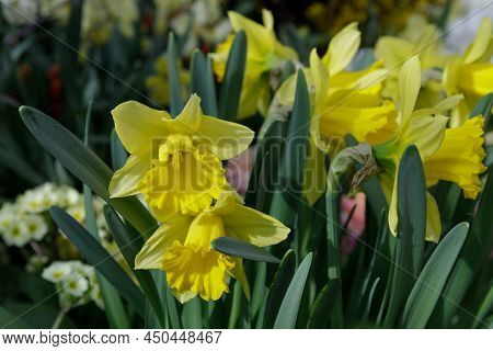Amazing Yellow Daffodils Flower Field In The Morning Sunlight. The Perfect Image For Spring Backgrou