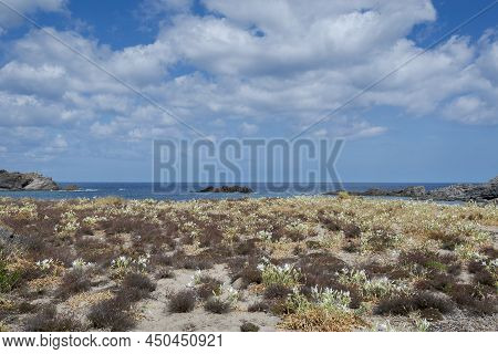 Psammophile Plant Communities In Cape Of Favaritx, Municipality Of Mahon, Menorca, Spain