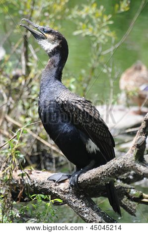 Kormoran