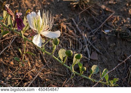Flowering Plant Capparis Spinosa. White Flowers And Buds With Green Leaves. Vegetable Culture: Unblo