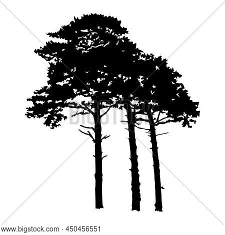 Silhouettes Of Three Tall Pines Isolated On White Background. Group Of Coniferous Pine Trees. Evergr
