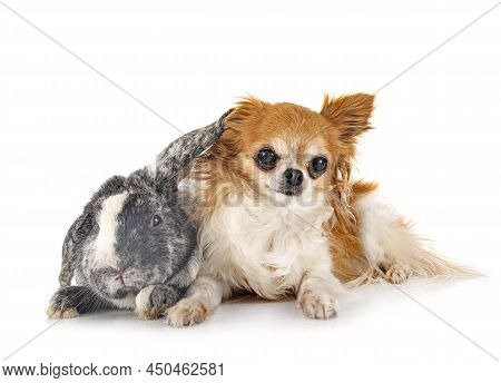 Young Lop Rabbit Rhoen  And Chihuahua In Front Of White Background