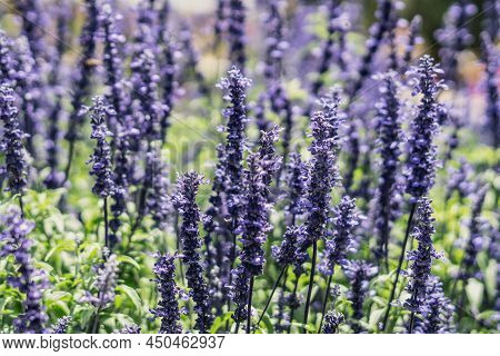 Real Beauty Nature Photo Background. Lamiaceae, Lavender Field Herb Flower Plant. Blue Violet Lilac 