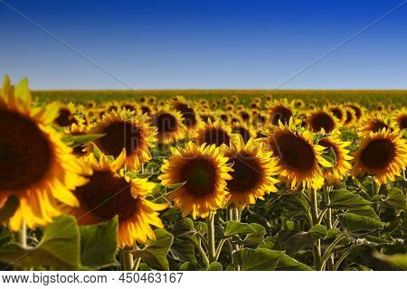 Sunflowers With Blue Sky In Ukraine. Place For Text