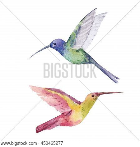 Beautiful Stock Illustration With Two Cute Watercolor Hand Drawn Hummingbirds. Colibri Birds.