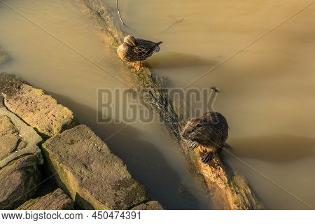 Coypu And Mallard At A Branch Of The Nidda River, Frankfurt