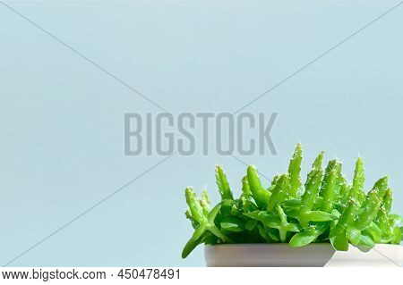 Little Cactus Hylocereus Undatus Or Pitaya In The Pot On Light Blue Pastel Background. Minimalist Ho